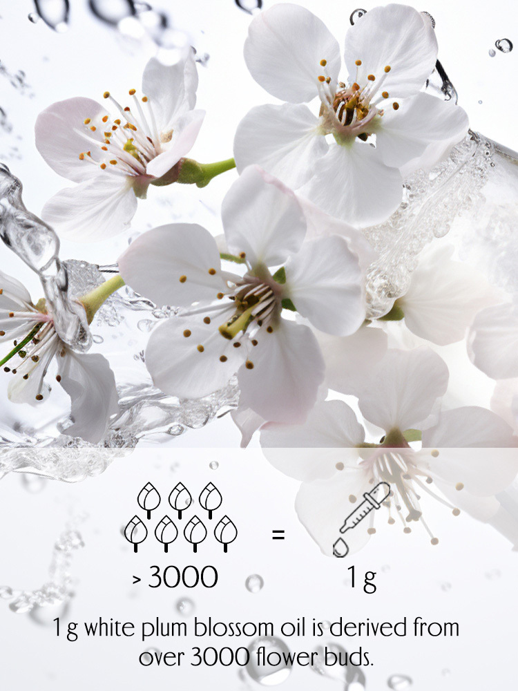 white plum blossom.jpg